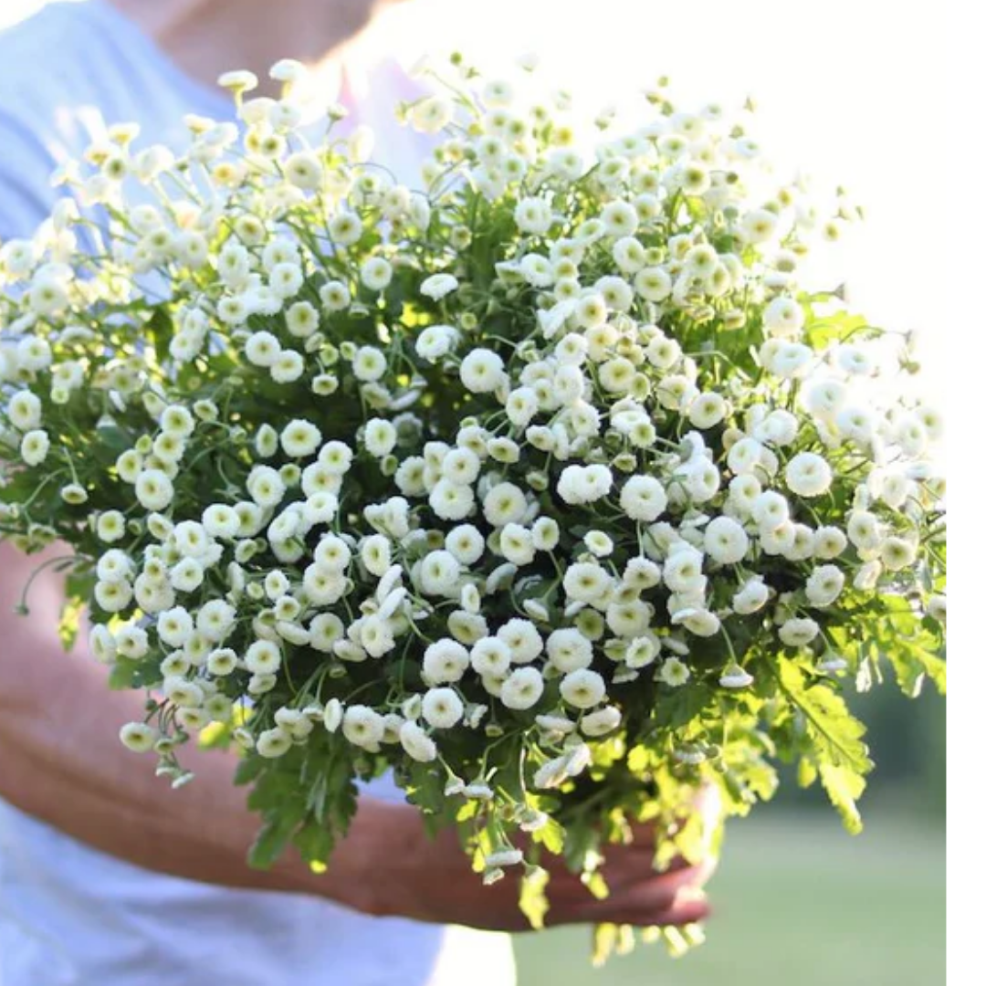 Feverfew - Vegmo Snow Ball.png