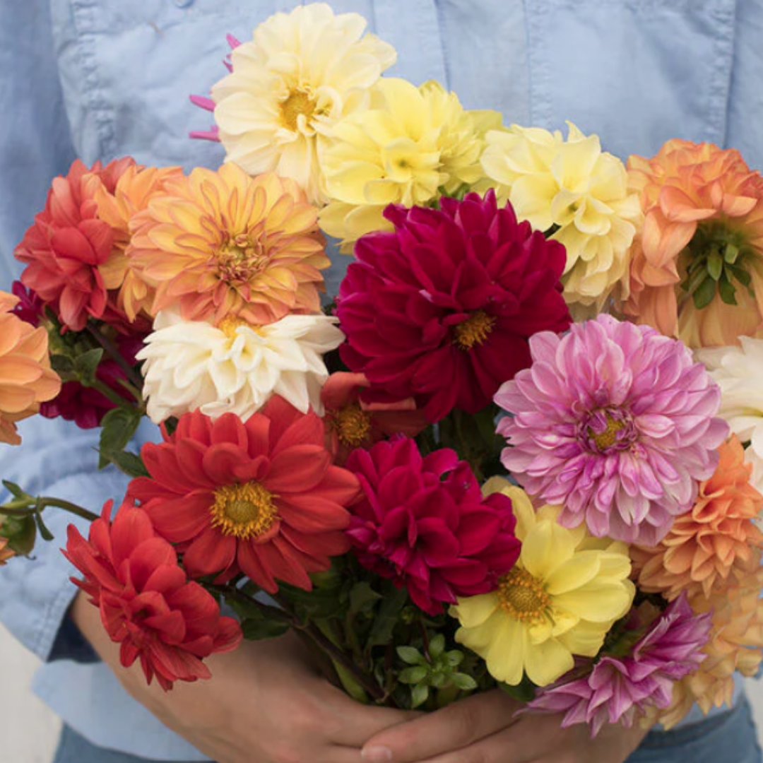 Dahlia - Giant Hybrid Mix