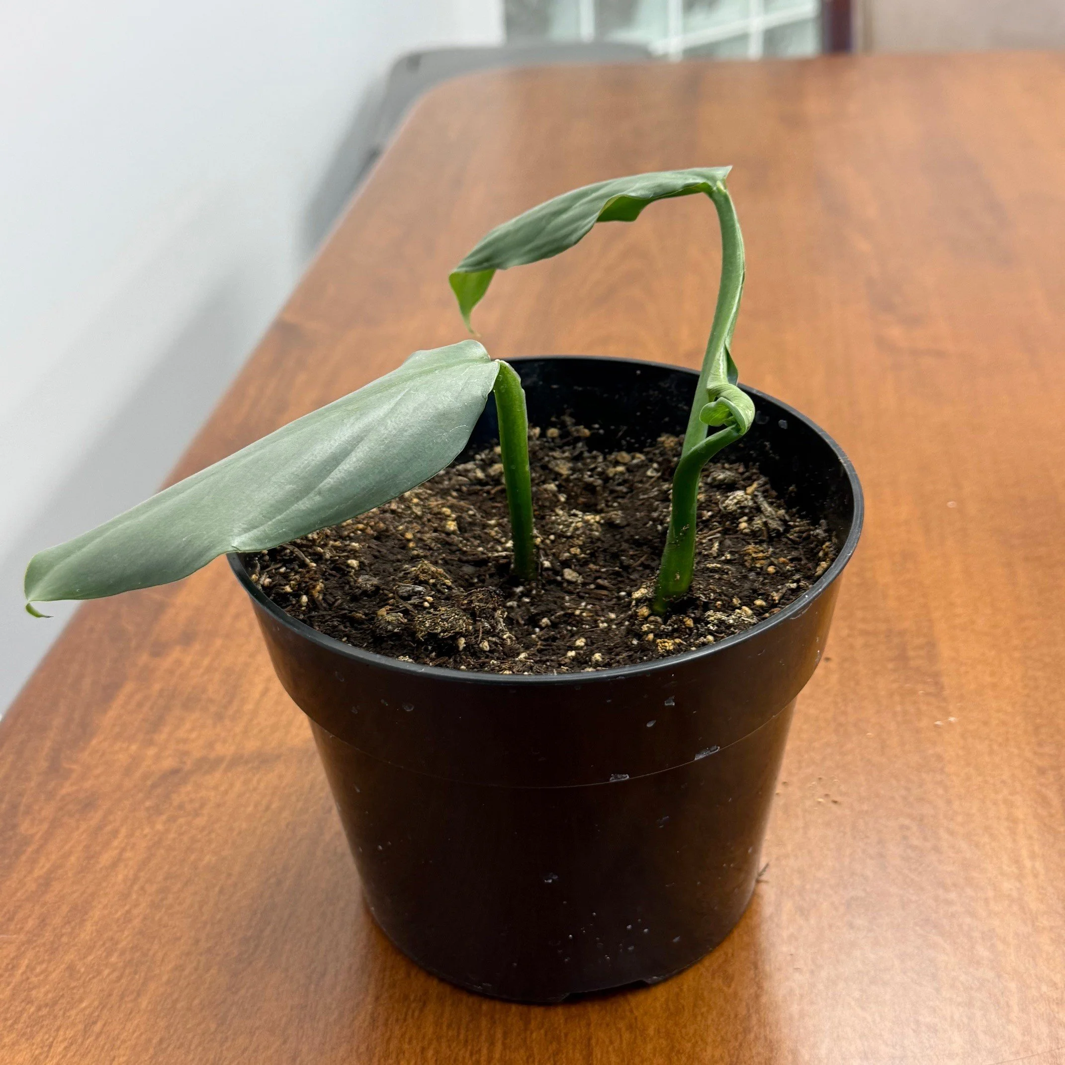 Philodendron - 6in 1.jpg