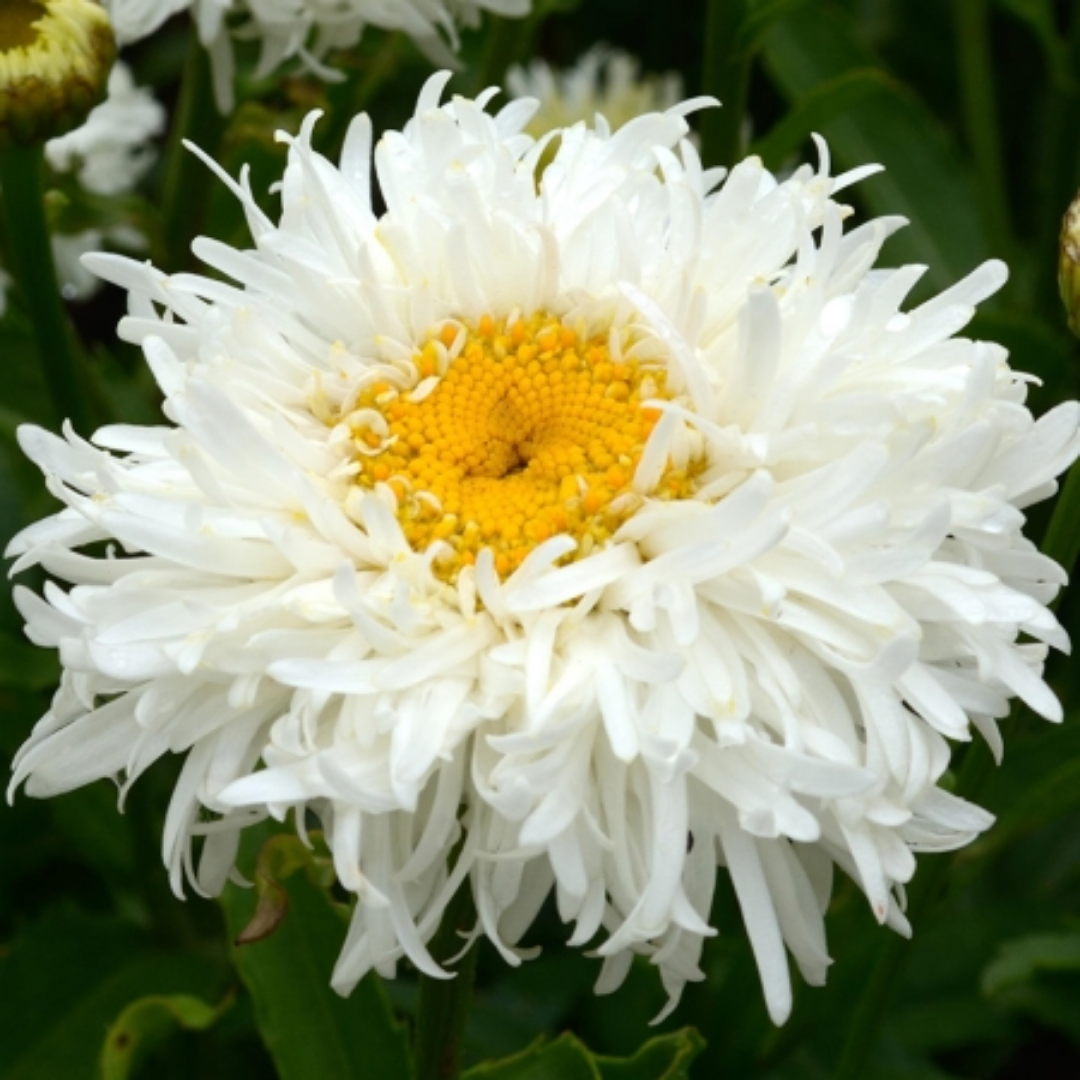 Leucanthemum - Crazy Daisy