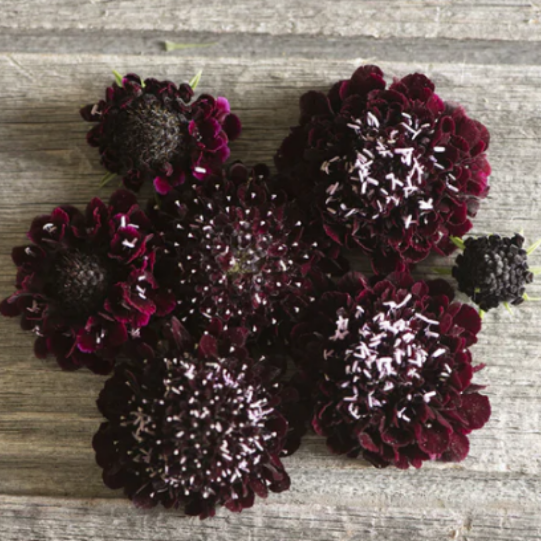 Scabiosa - Black Knight