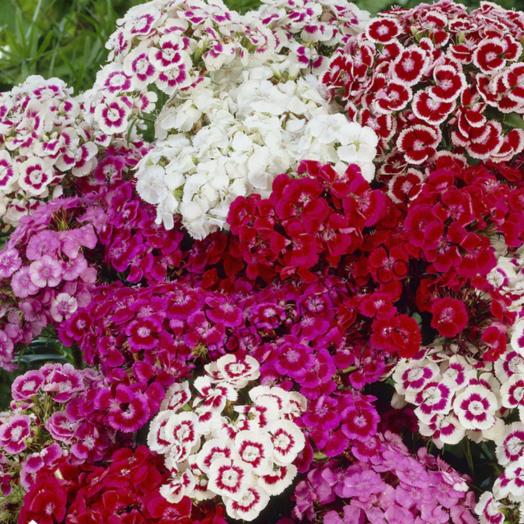 Sweet William Mix