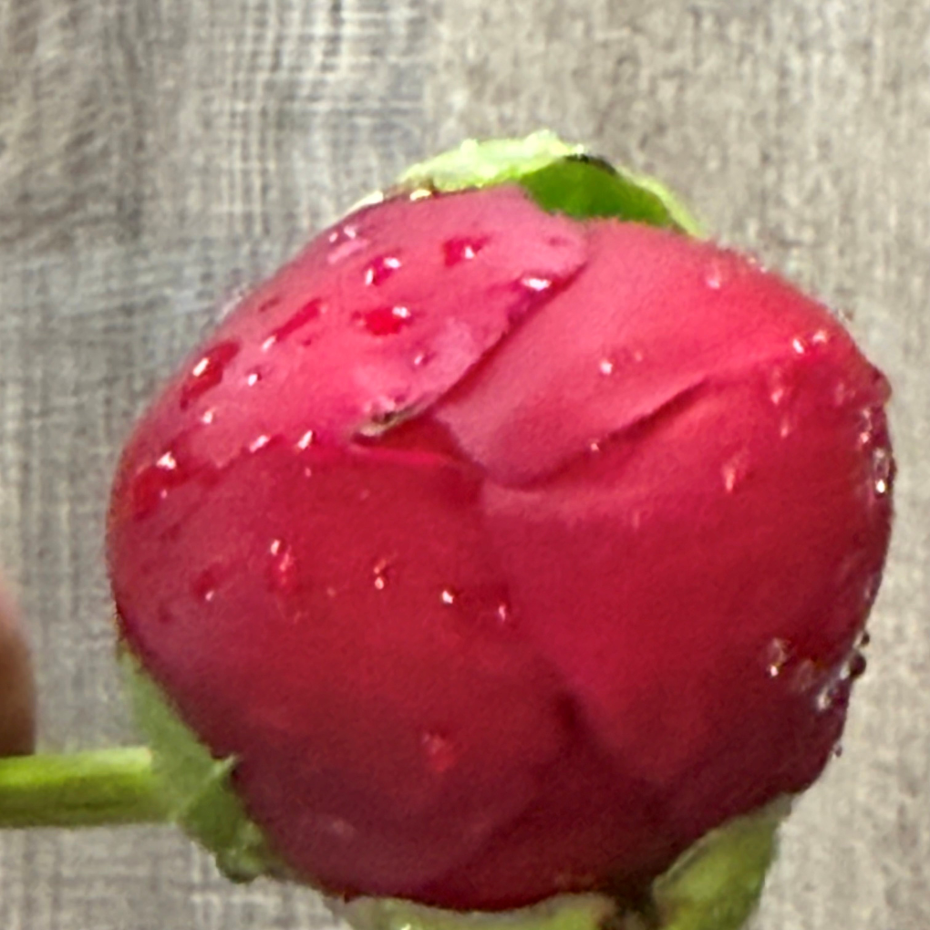 Peony - Red Bud - June 16, 2026.png