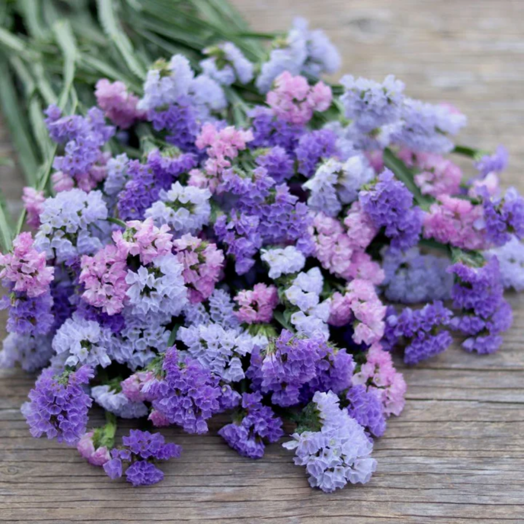 Statice - Pastel Mix - Annual - Supporting.png