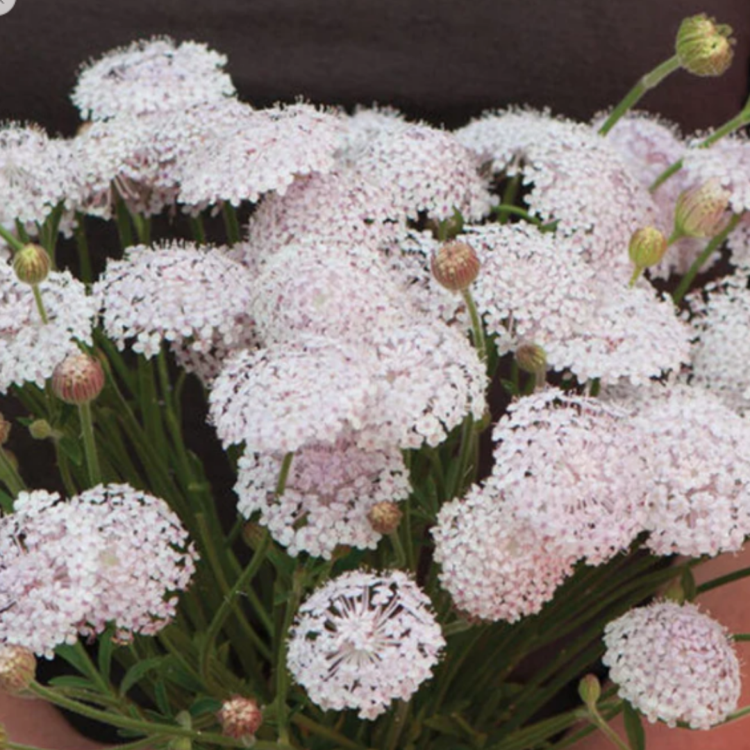 Didiscus -Lacy Pink - Annual - Filler.png