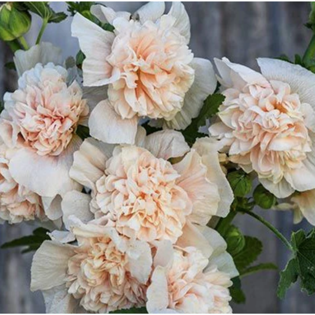 Hollyhock - Champagne Pink.png