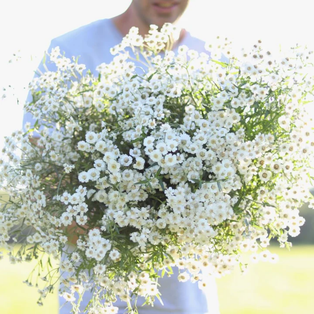 Yarrow - Pearl - Perennial - Filler.png