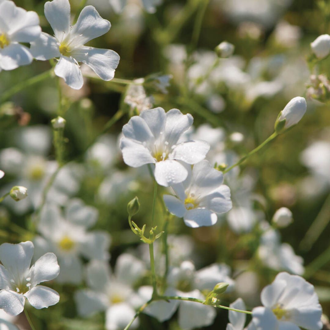 Baby's Breath