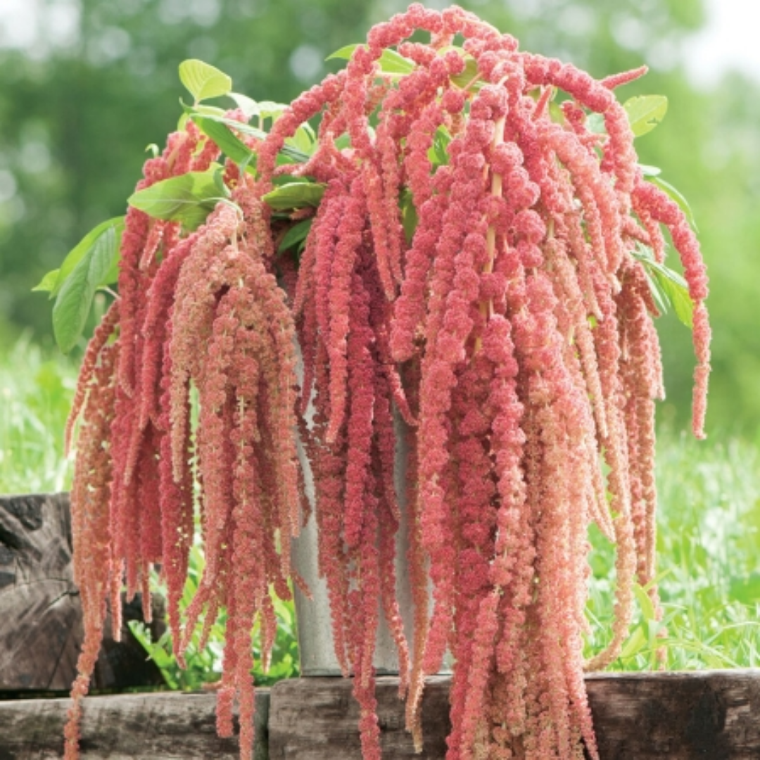 Amaranthus - Coral Fountain - Annual - Greenery.png