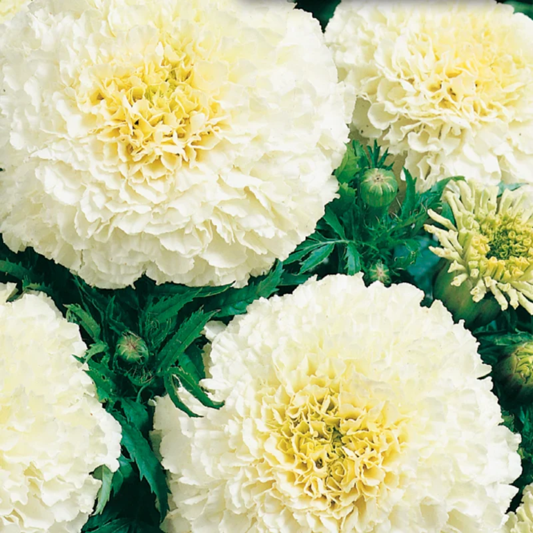 Marigold - Eskimo.png