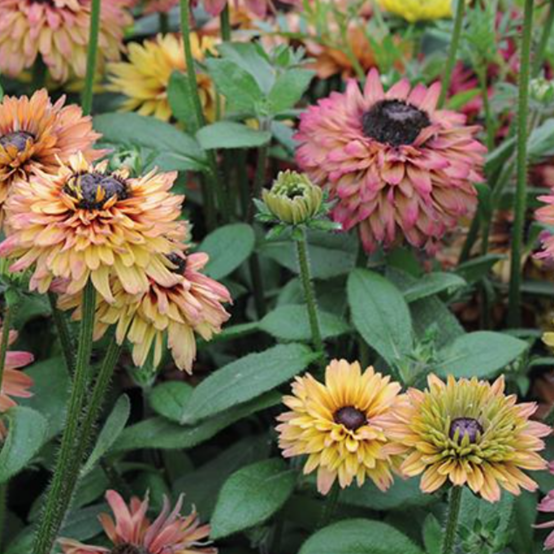 Rudbeckia - Caramel Mix.png