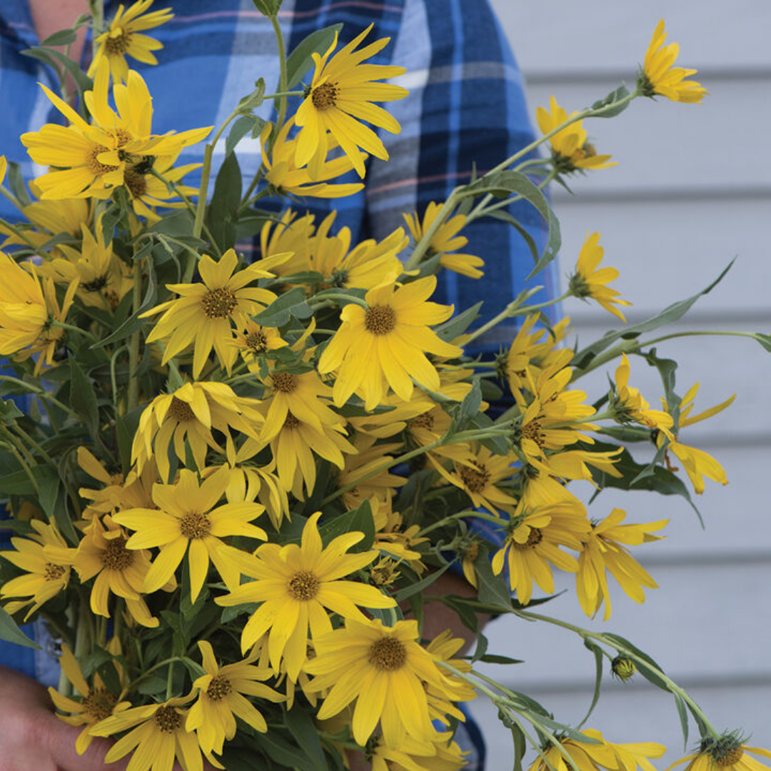 Sunflower - Maximilian