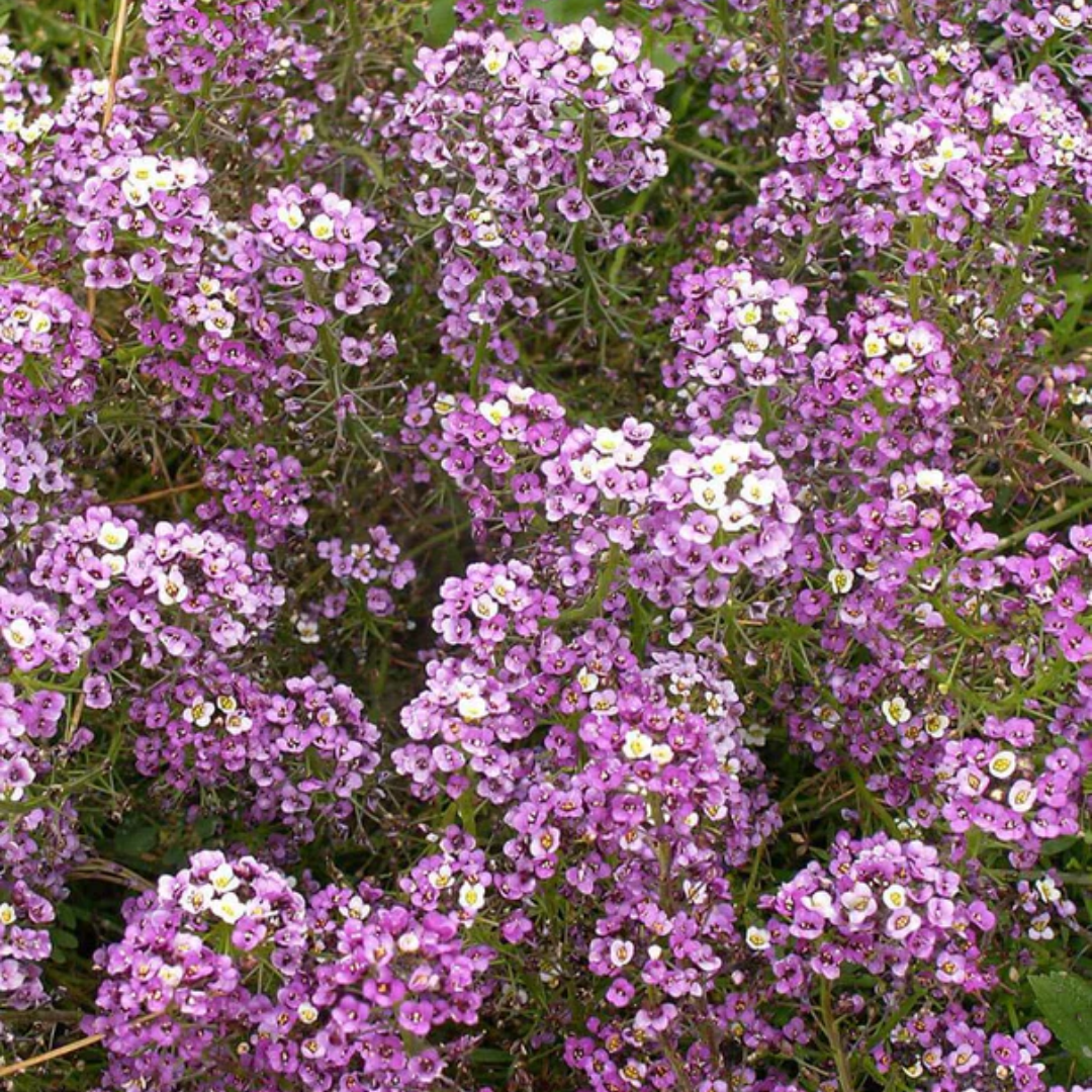 Alyssum - Dwarf Purple - Ground Cover_ Pots & Container.png
