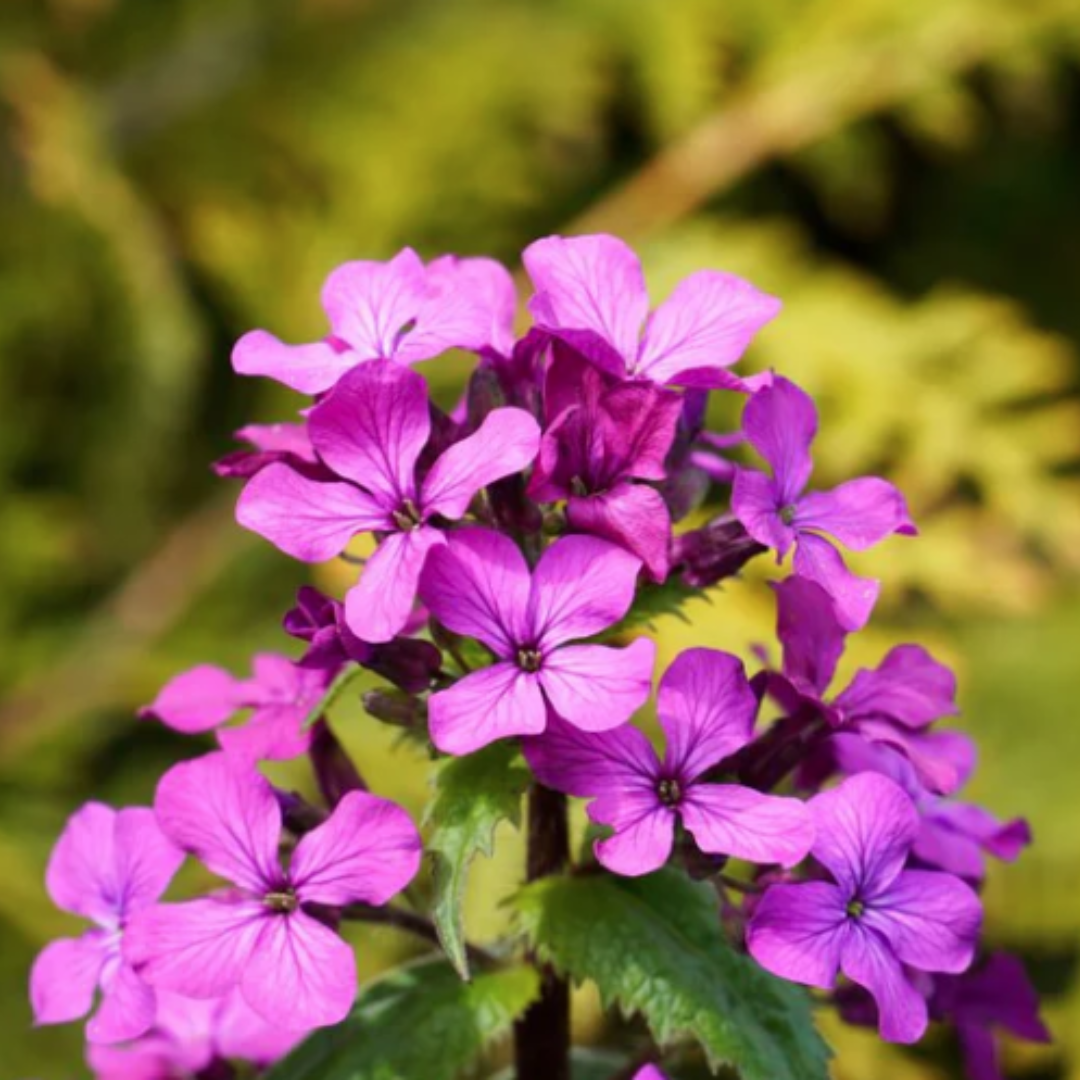 Lunaria - Silver Dollar (2).png