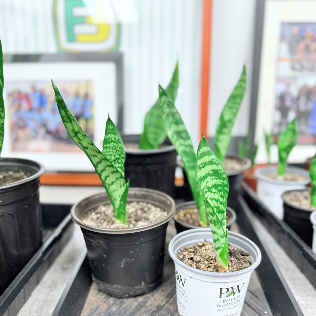 M - Snake Plant - $10.png