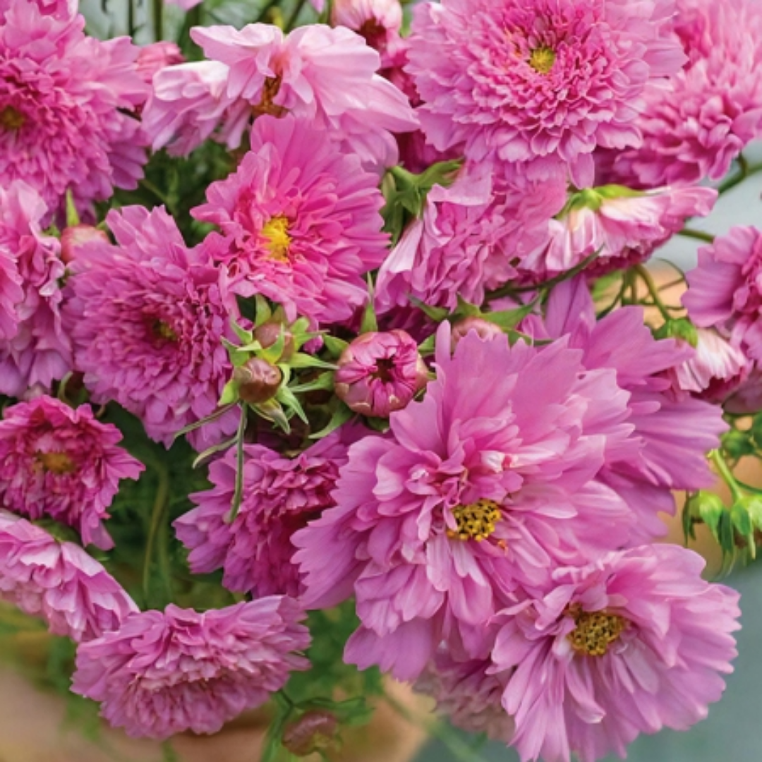 Cosmo - Rose Bon Bon