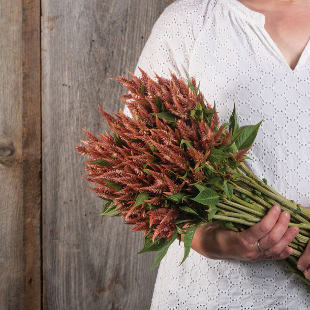 Celosia - Celway Terracotta - Annual - Spike.png