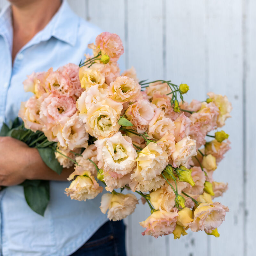 Lisianthus - Voyage Champagne.png