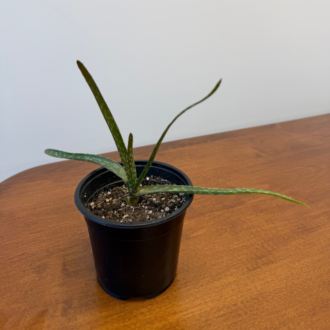 Aloe Plant