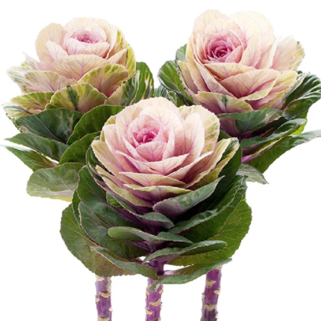 Kale - Flowering Empire Luba