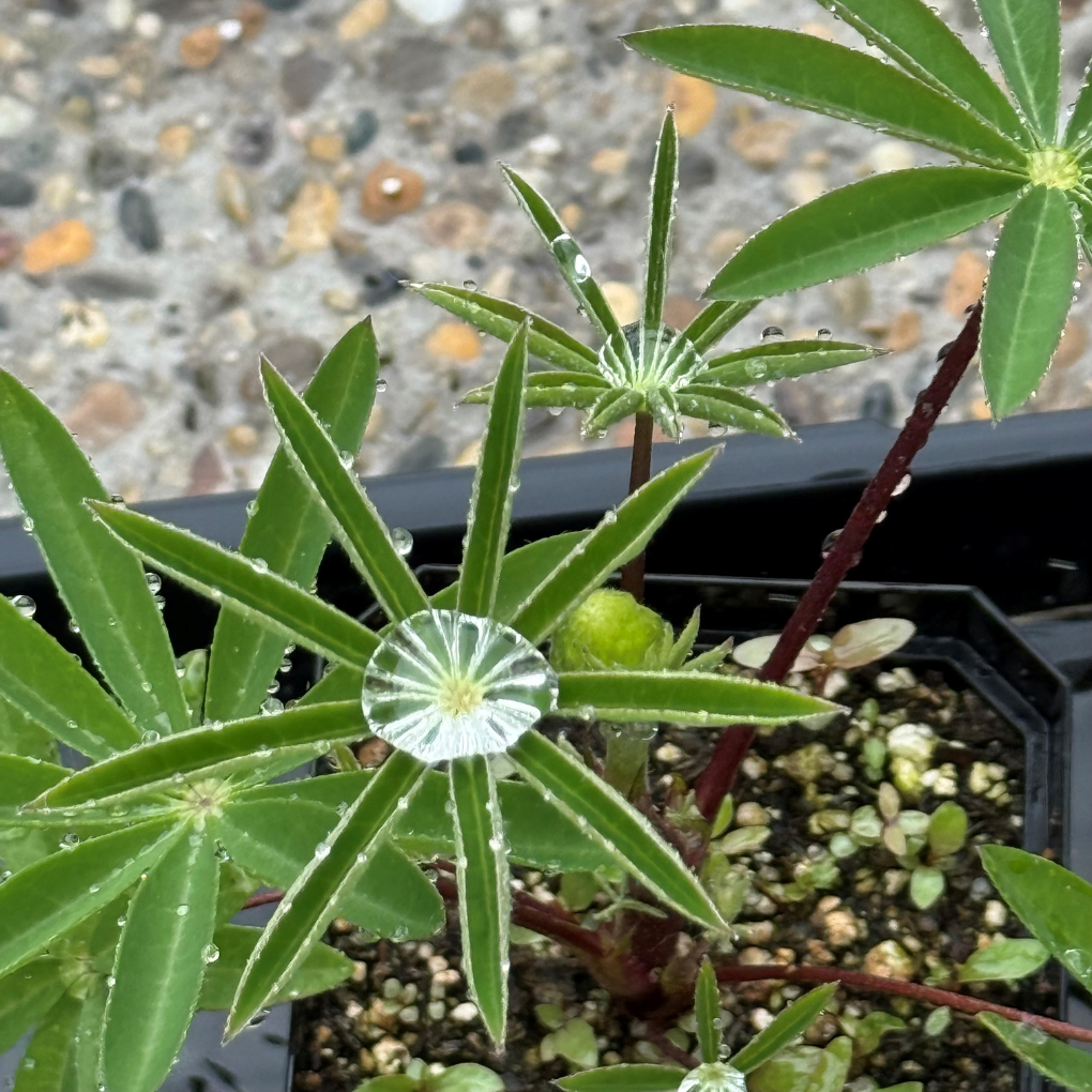Lupin - Raindrop - June 27, 2026.png
