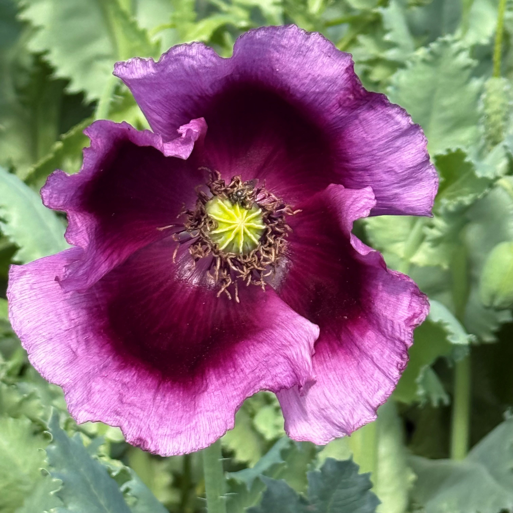 Purple Poppy - July 5, 2026.png