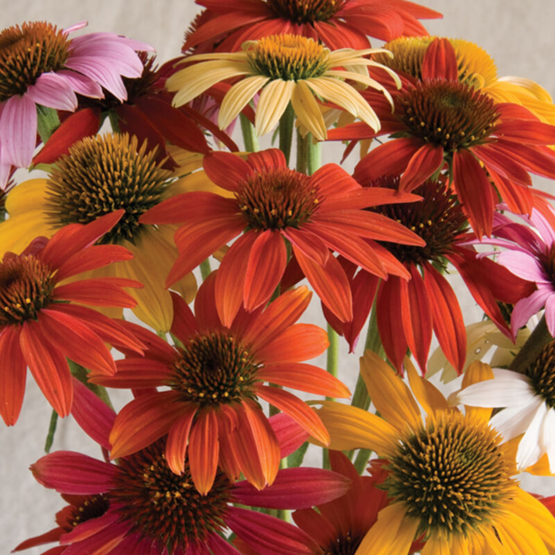 Coneflower - Cheyenne Spirit