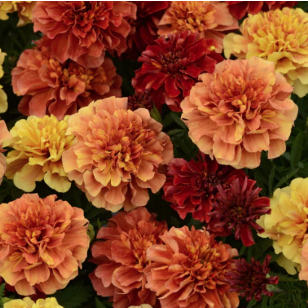 Marigold - Strawberry Blonde Mix