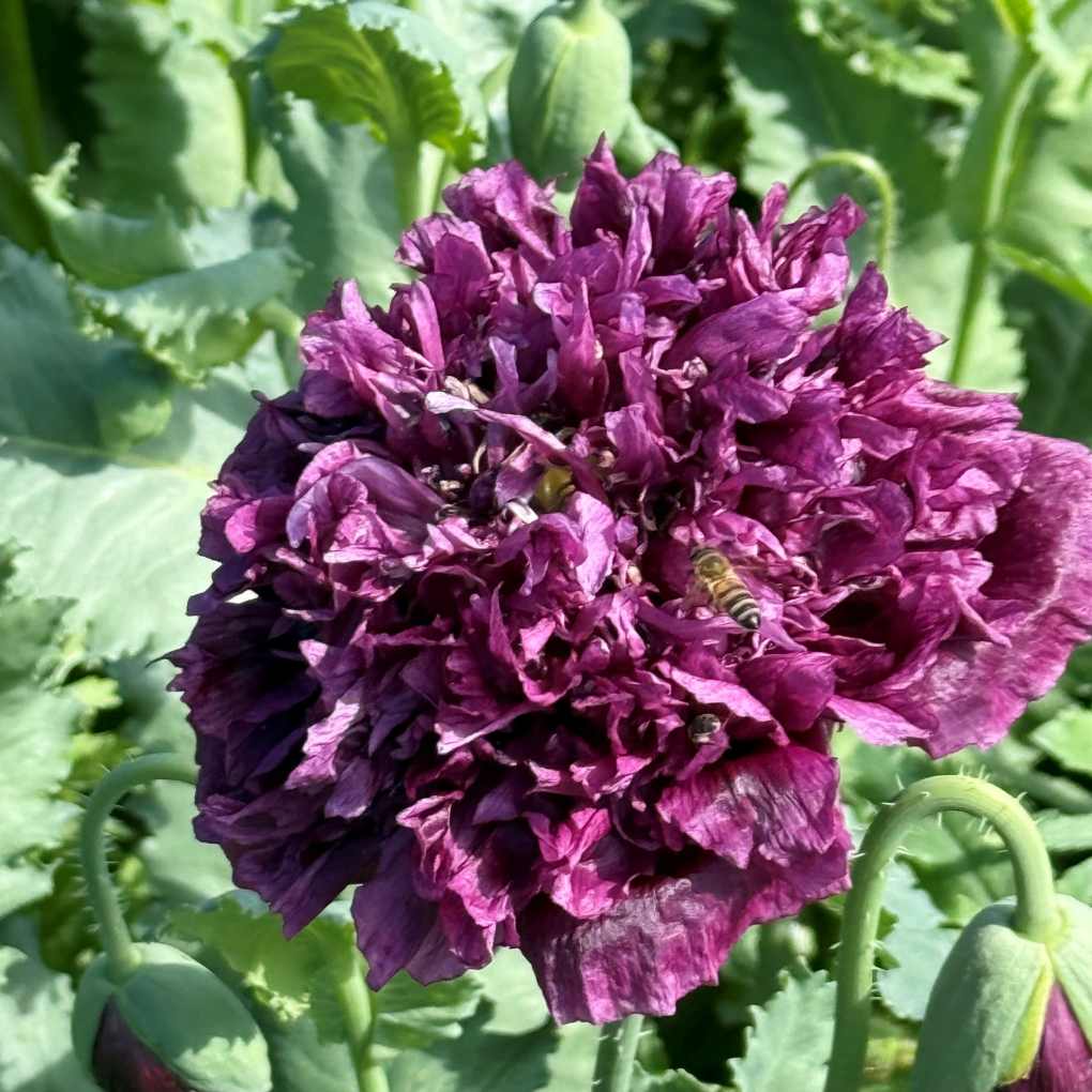 Purple Peony Poppy - July 5, 2026.png