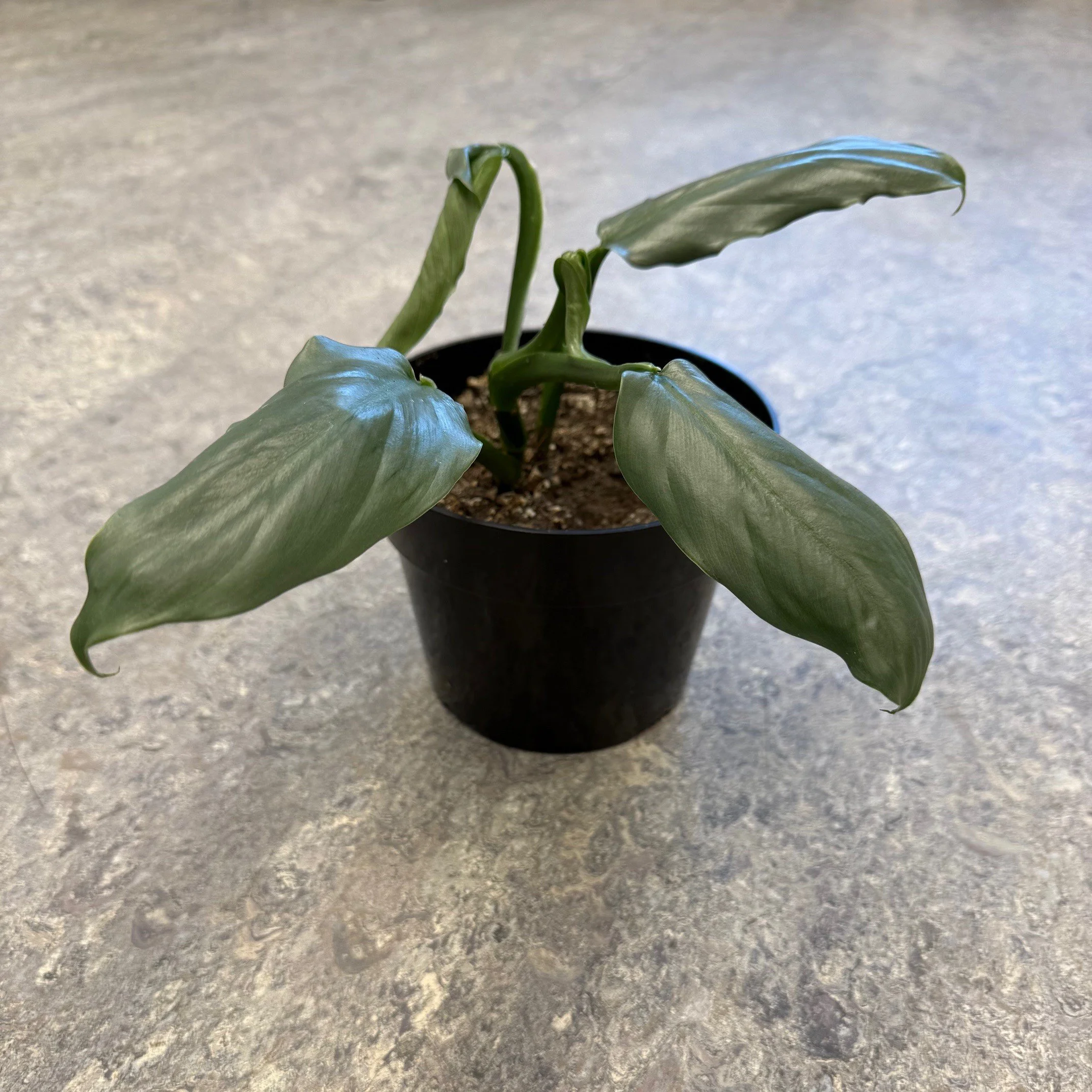 Philodendron Plant