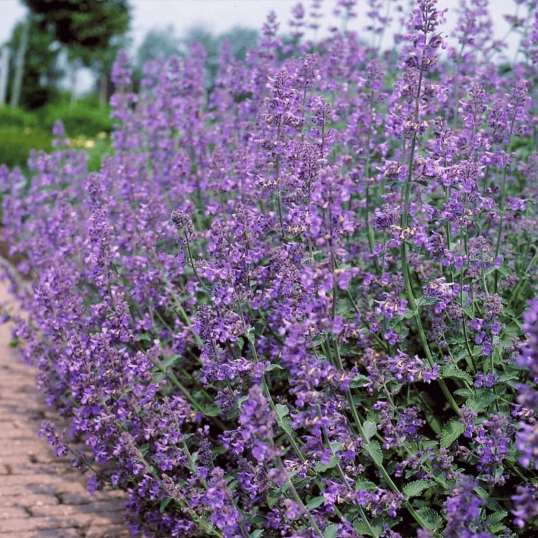 Catmint