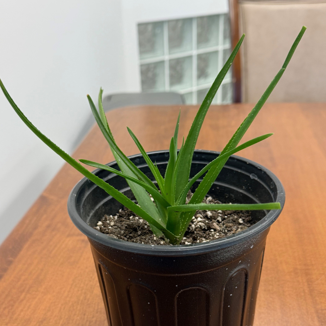 Aloe - Desert - 6.png