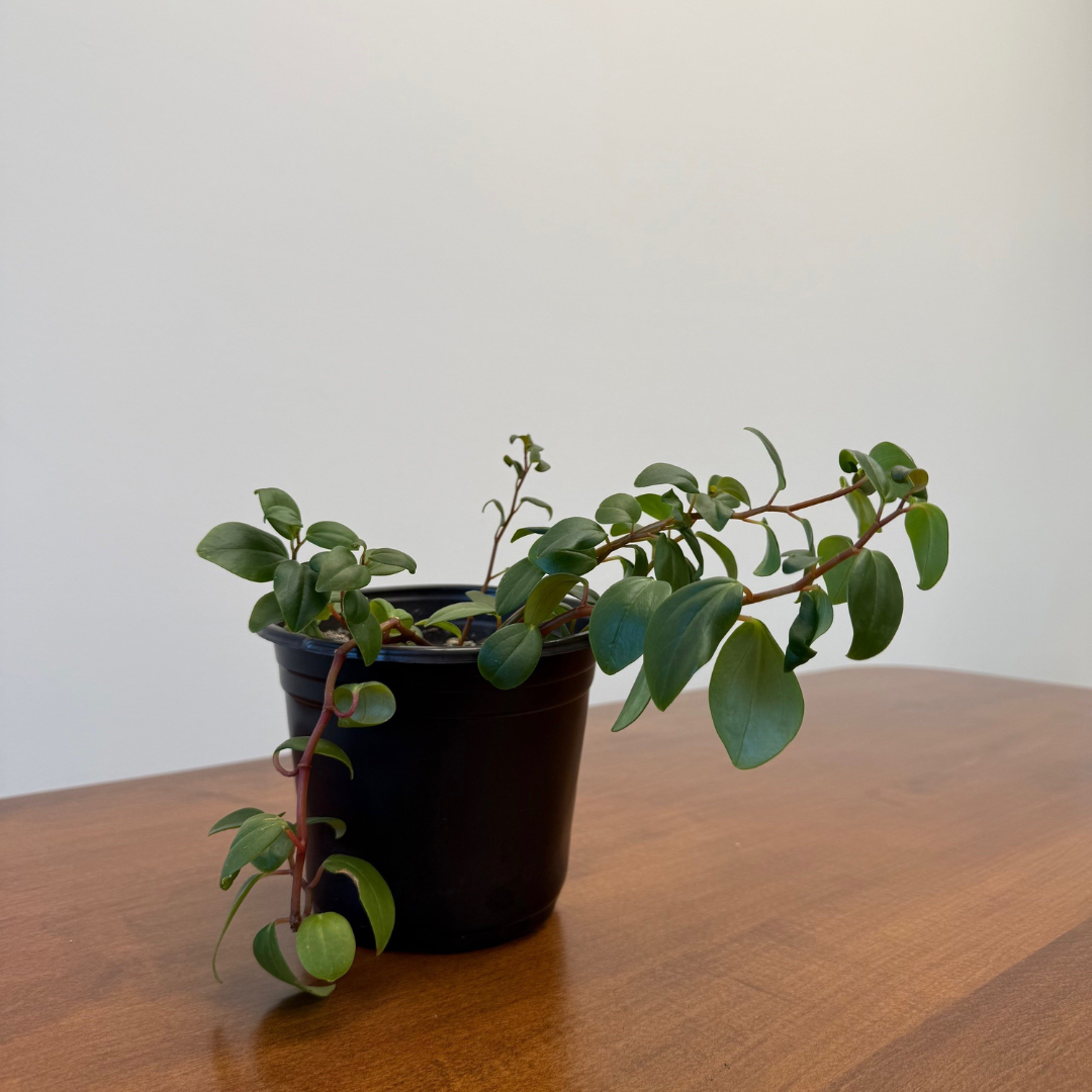 Peperomia Plant