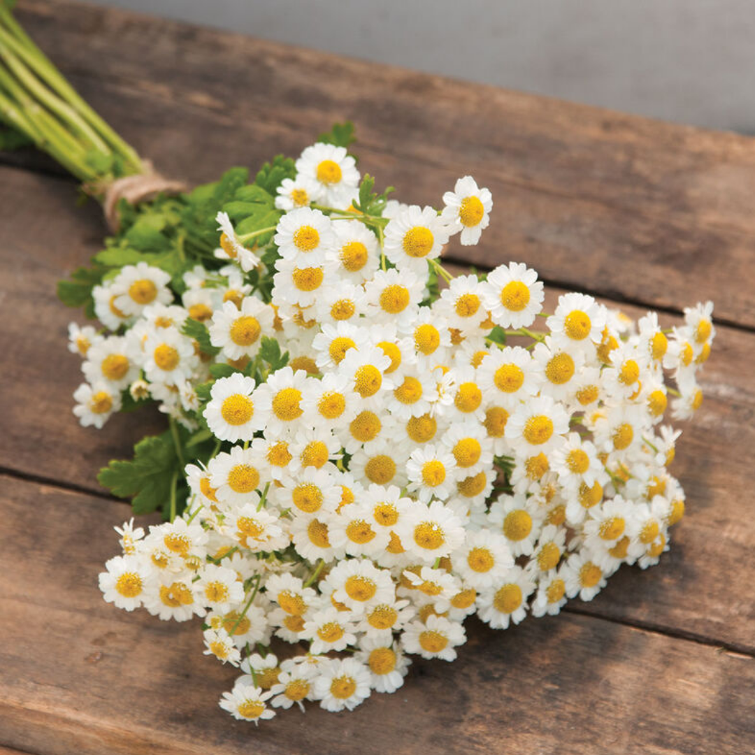 Feverfew - Magic Single - Annual - Filler.png