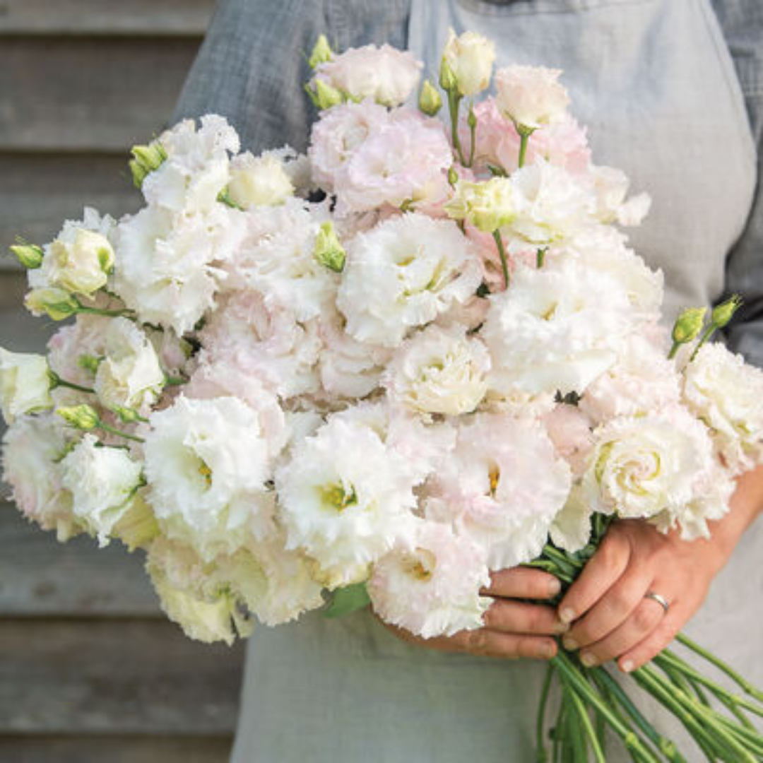 Lisianthus - Assorted Voyage 2 Variety Mixed