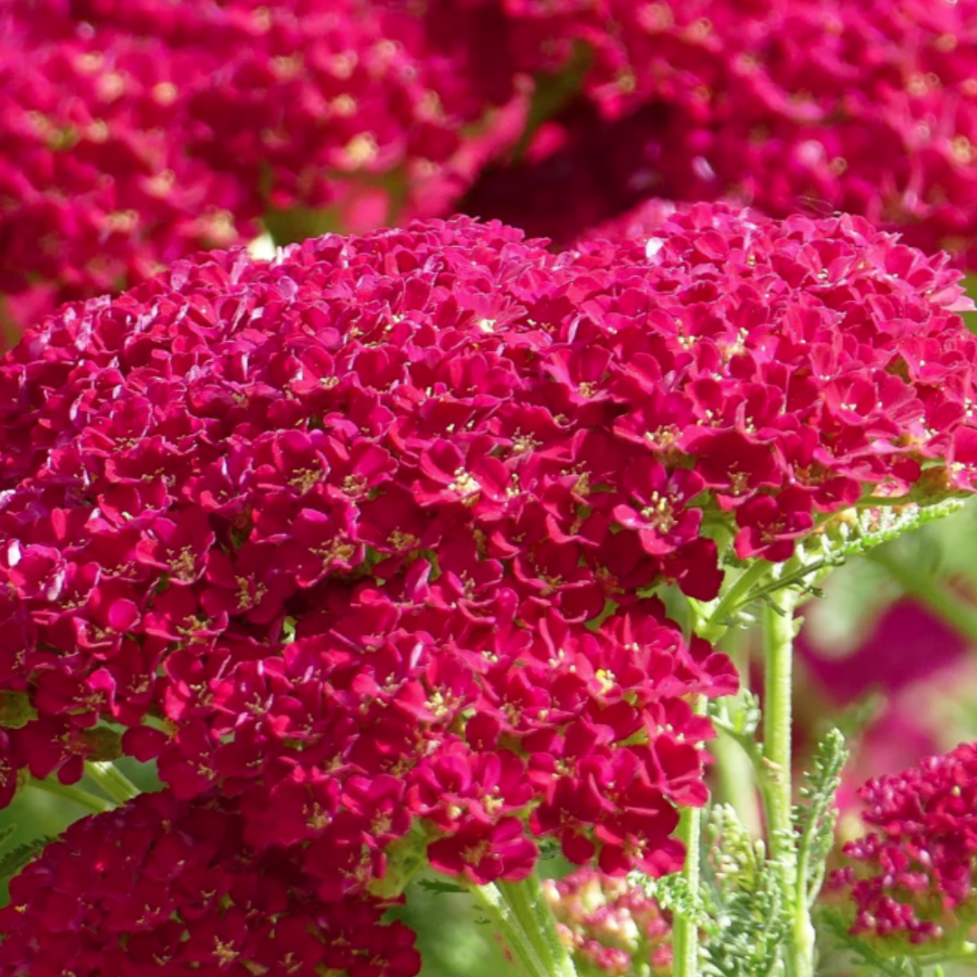 Yarrow - Cherry - Cassis.png