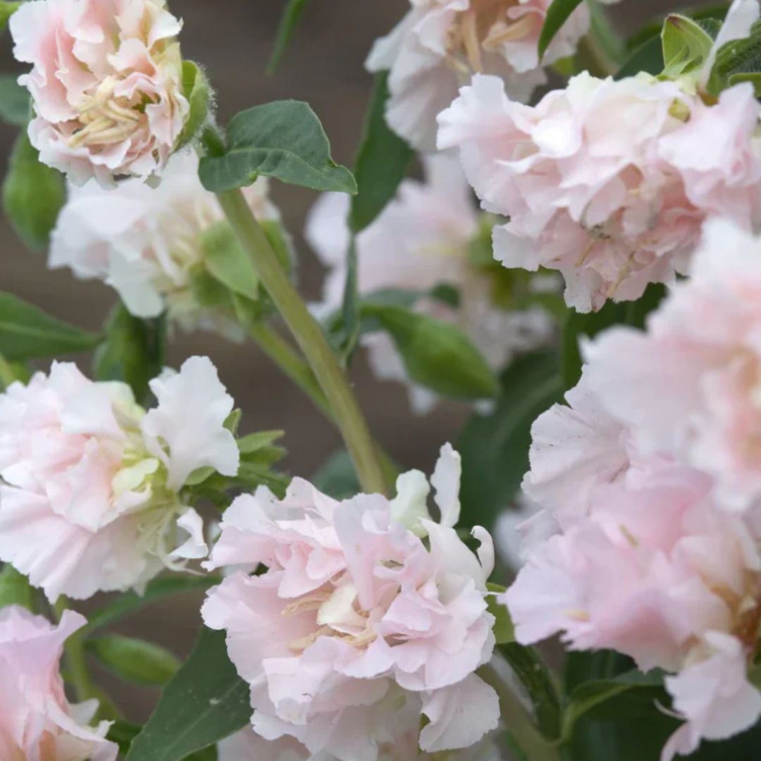 Clarkia - Appleblossom.png