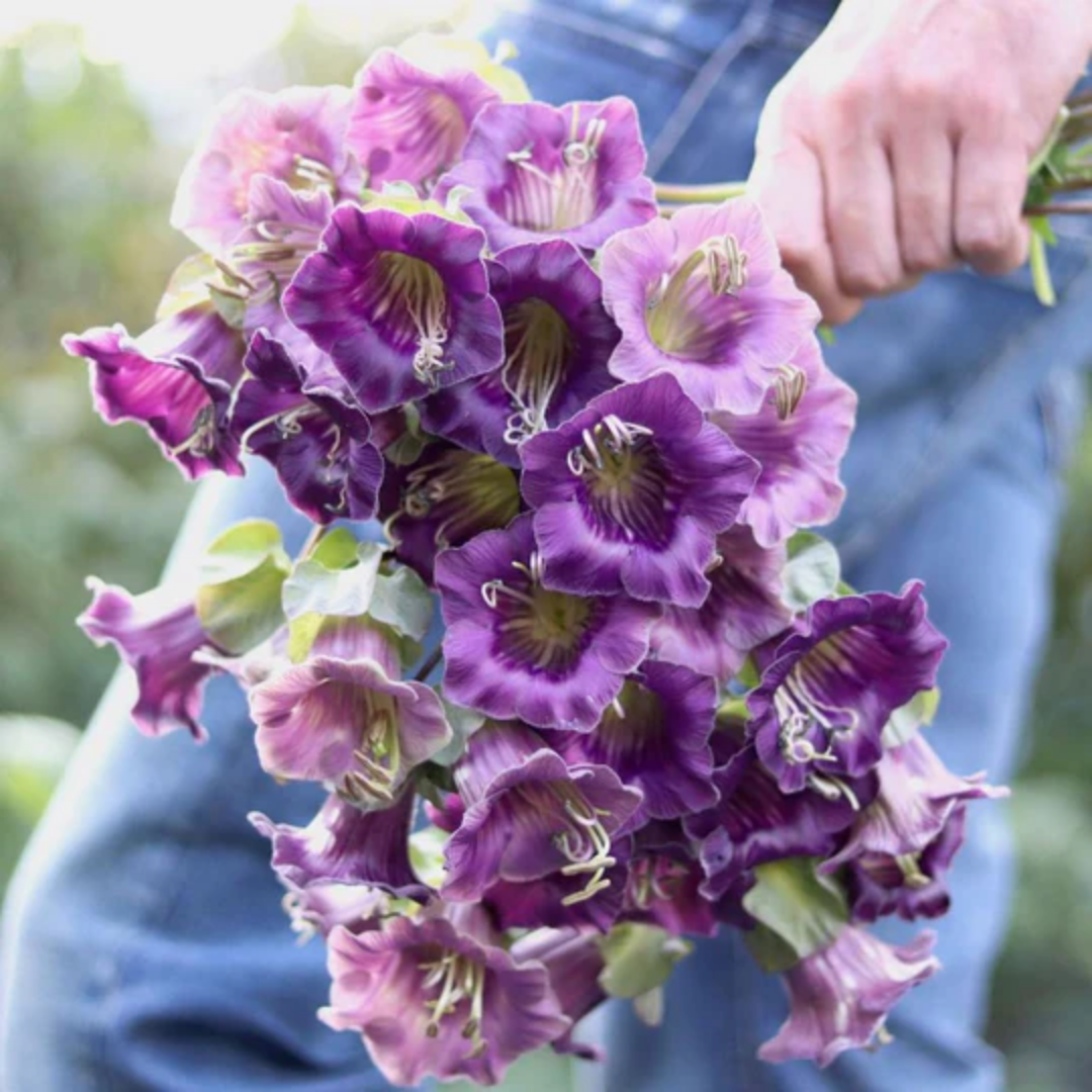 Cup & Saucer Vine - Purple