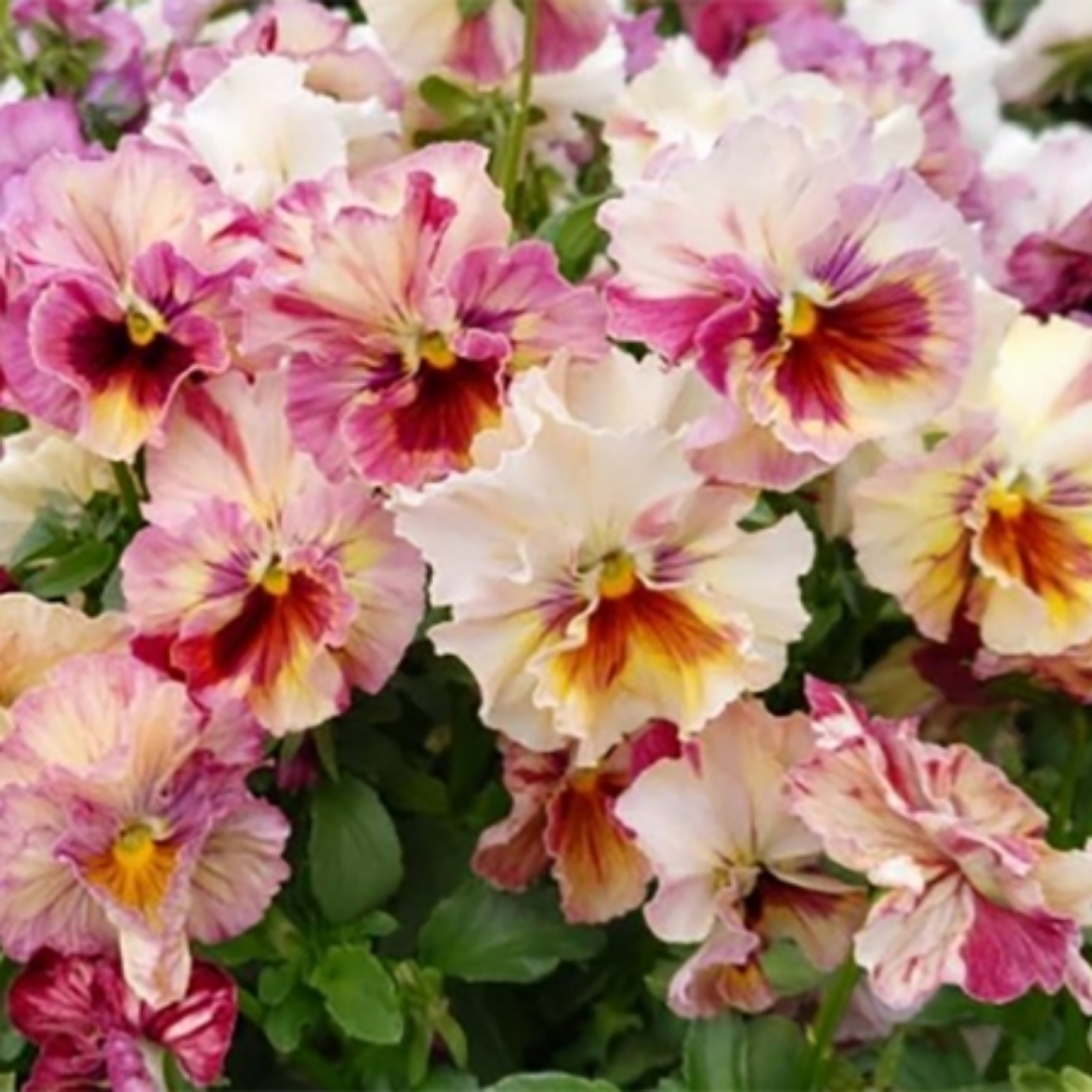 Pansy Chianti Mixed - Annual - Container_Pot Planting.png