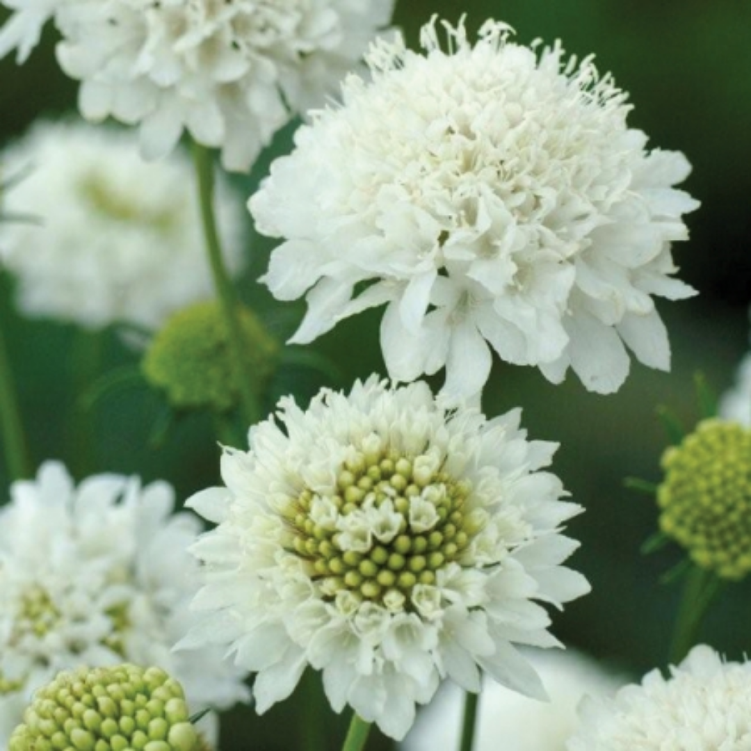 Scabiosa - Snow Maiden