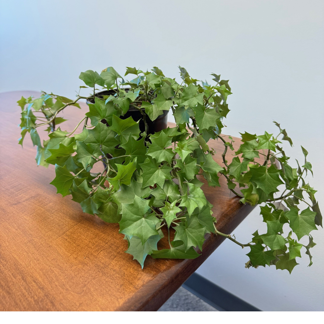 Ivy Plant