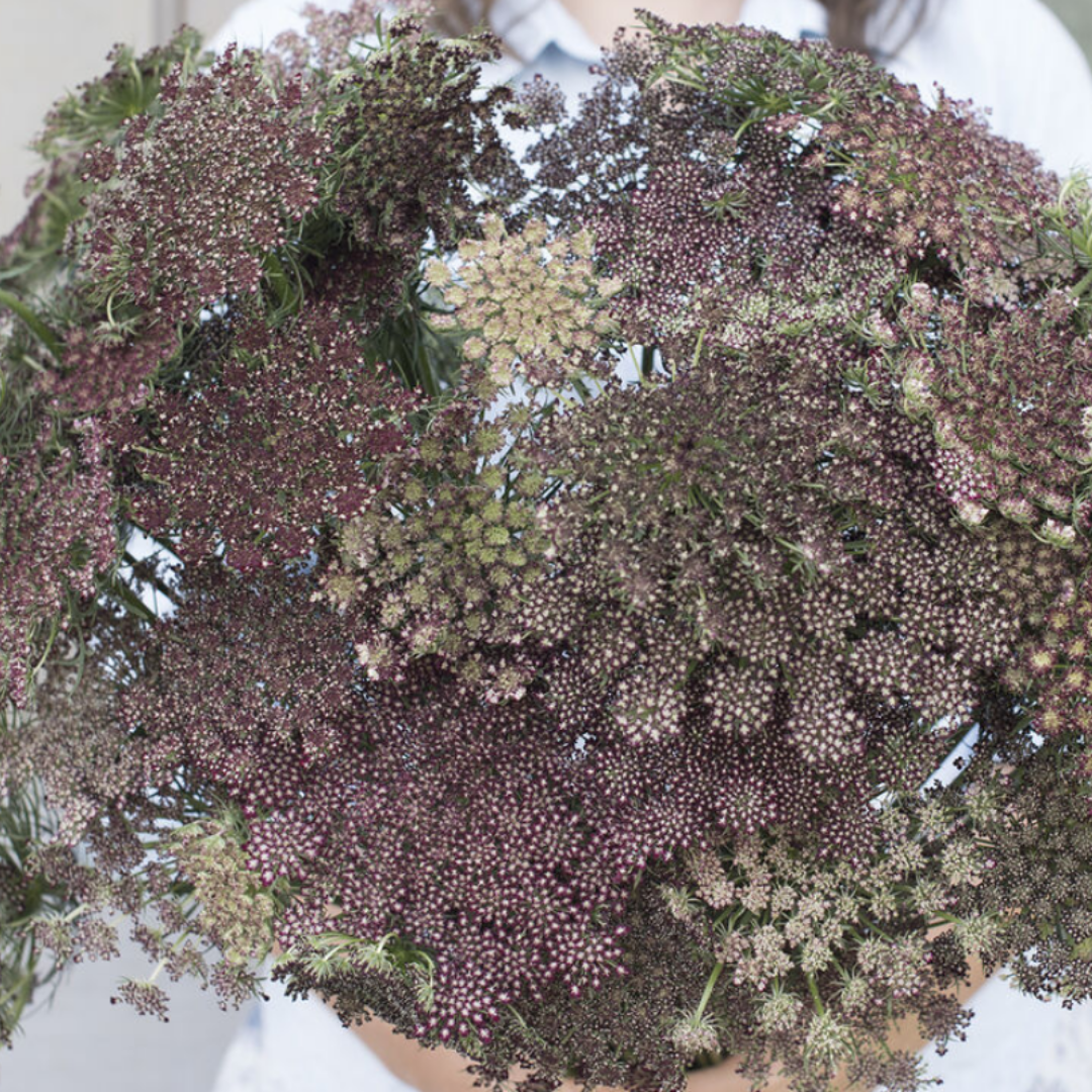 Chocolate Lace Flower