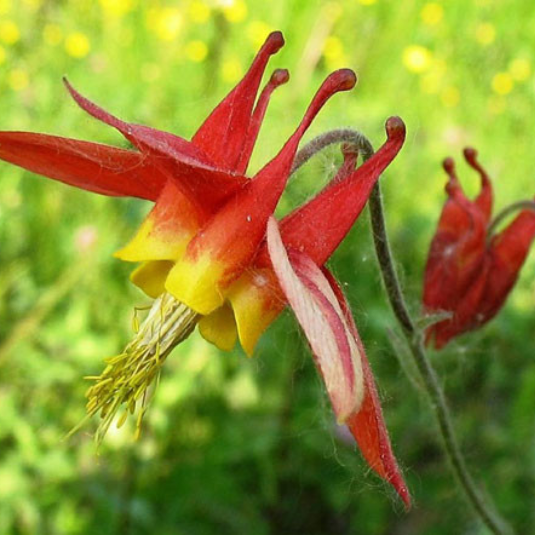 Columbine - Red.png