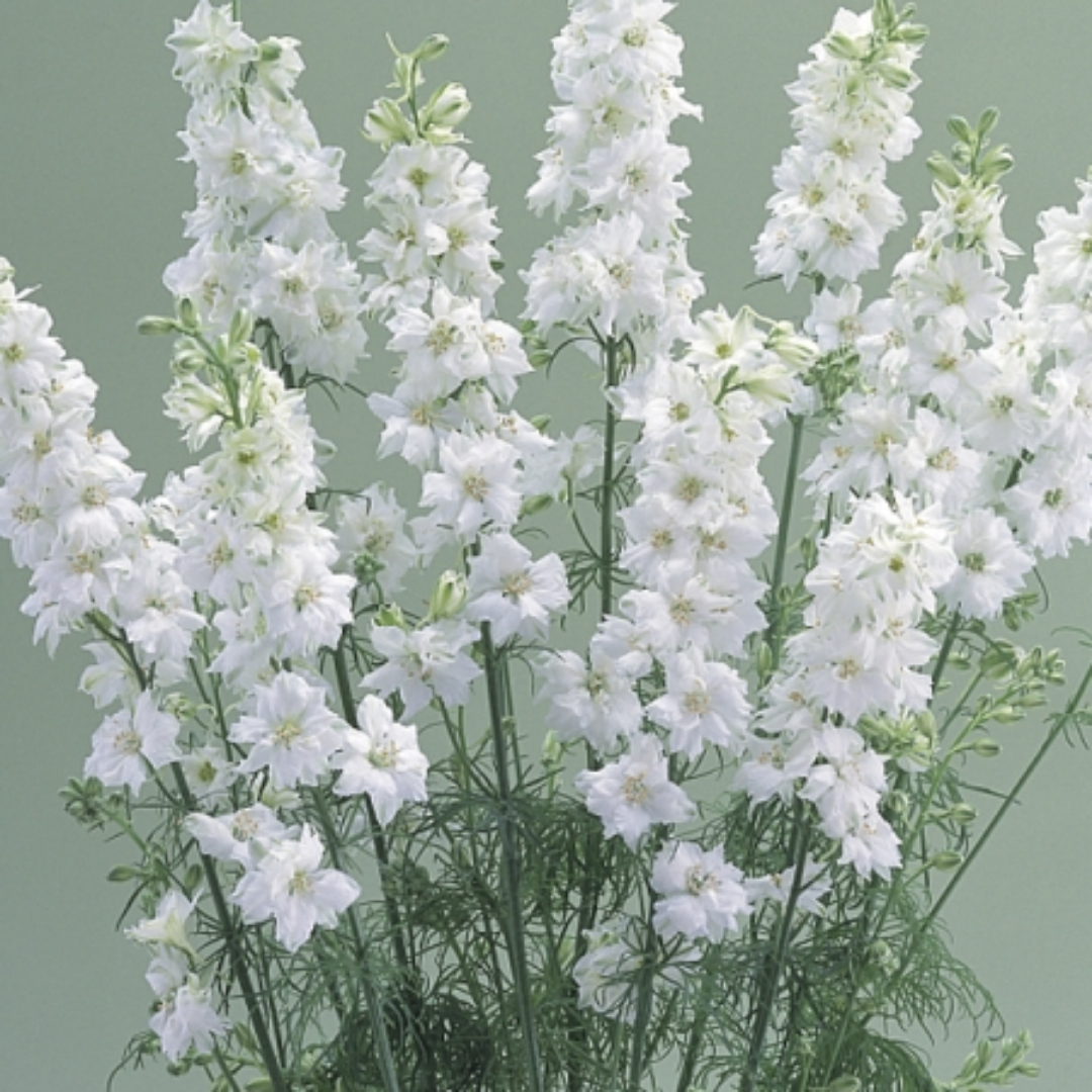 Larkspur - White Lady - Annual - Spike.png