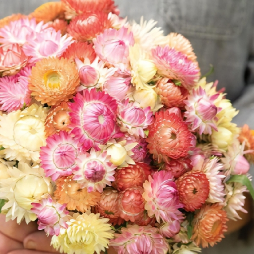 Strawflower - Seashells Mixed.png