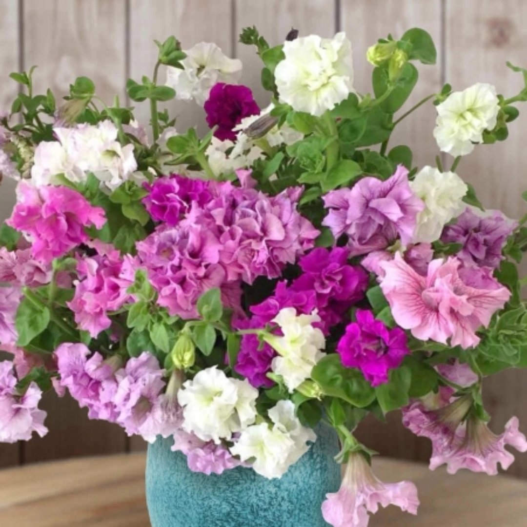 Petunia - Allegra Mixed