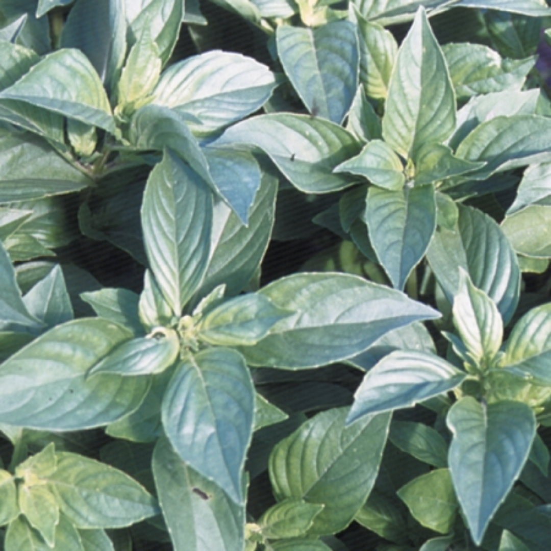 Basil - Mrs. Burn's Lemon