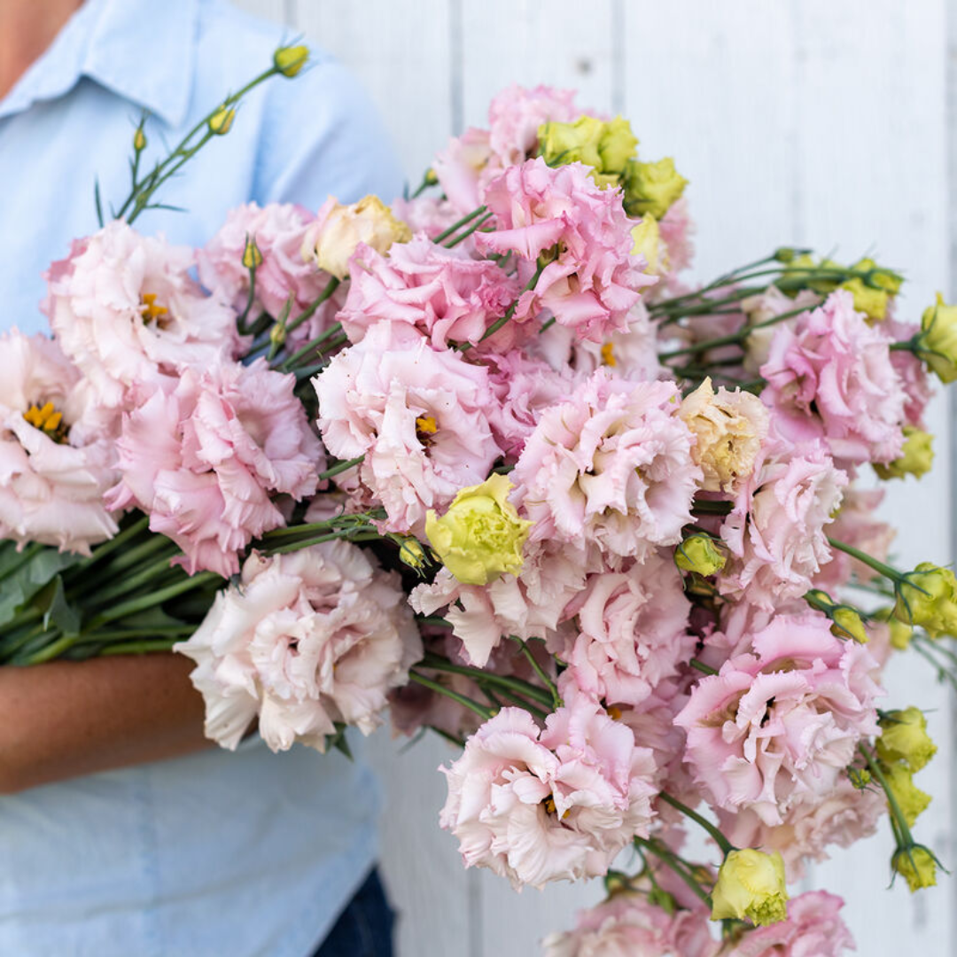 Lisianthus - Voyage Pink.png