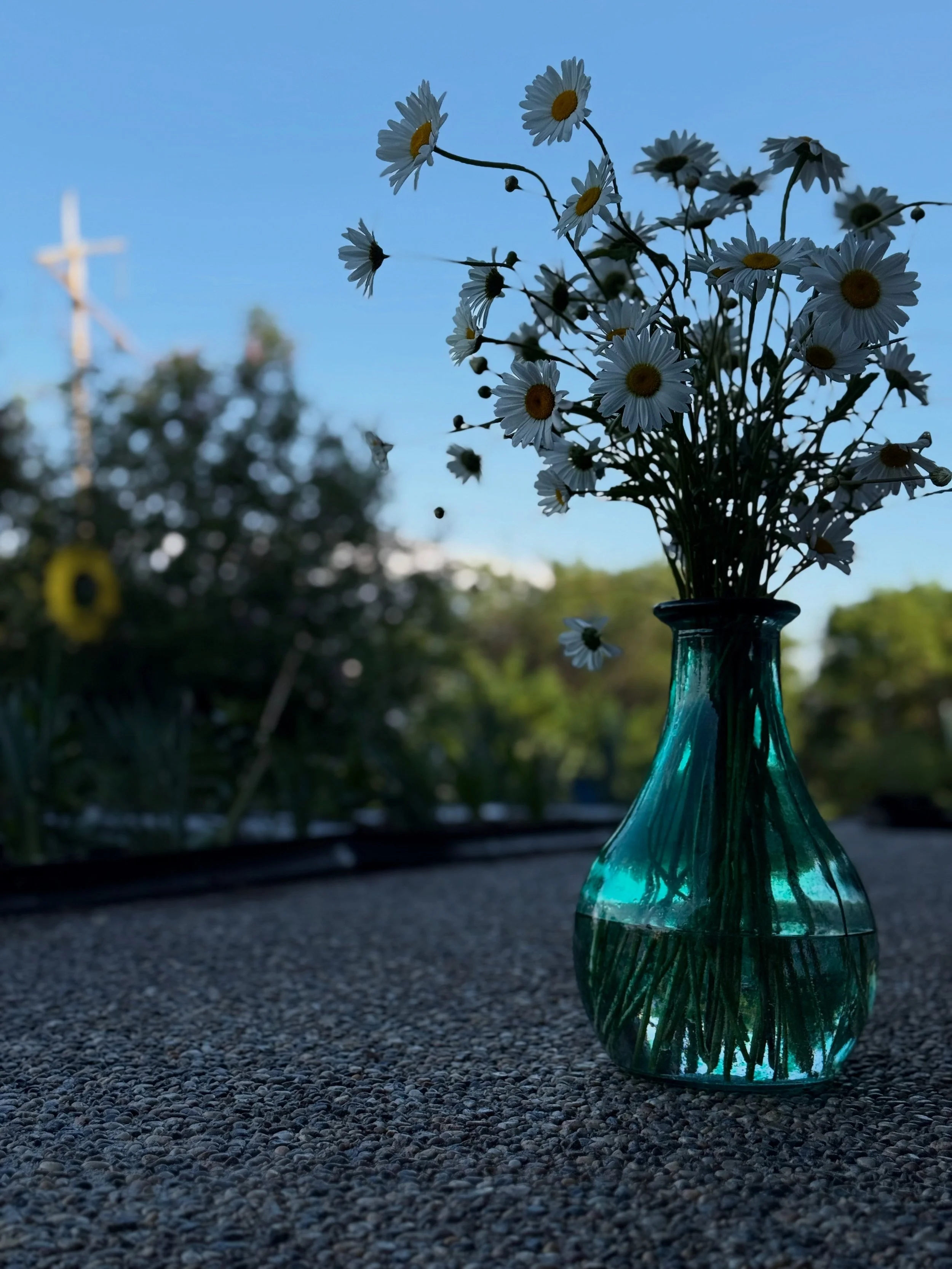 Daisies 2025.jpg