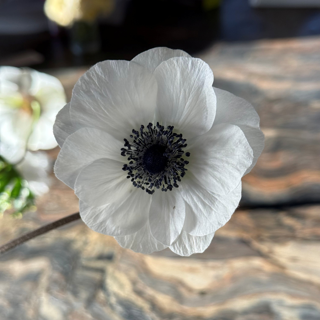 Anemone - Black & White - May 31, 2026.png
